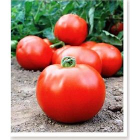 Agrodal Tarım Ata Tohumu Yerli Doğal İri Domates 1000 Adet Tohum