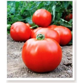 Agrodal Tarım Ata Tohumu Yerli Doğal İri Domates 1000 Adet Tohum
