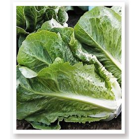 Agrodal Tarım Ata Tohumu Yerli Doğal Marul Yedikule 1000 Adet Tohum