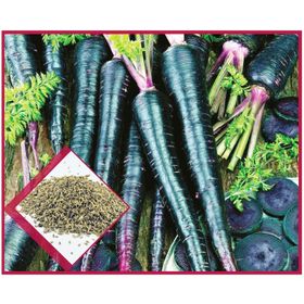 Agrodal Tarım Ata Tohumu Yerli Doğal Mor Havuç 1000 Adet Tohum