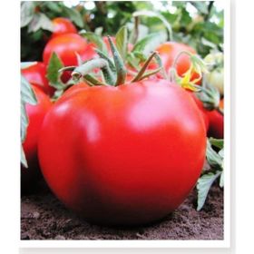 Agrodal Tarım Ata Tohumu Yerli Doğal Sofralık Domates 1000 Adet Tohum