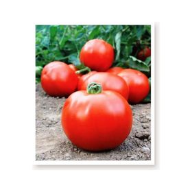 Agrodal Tarım Ata Tohumu Yerli Doğal Sofralık Domates 1000 Adet Tohum