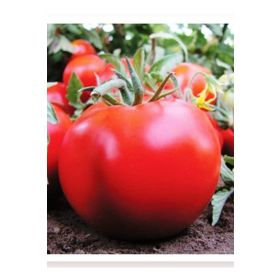 Agrodal Tarım Ata Tohumu Yerli Doğal Sofralık Domates 1000 Adet Tohum