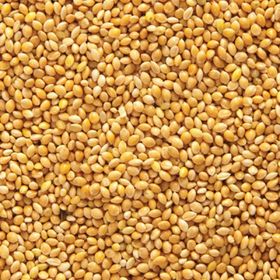 Ak Darı 1 kg Sade Açık Lüx Muhabbet Kuşu Yemi