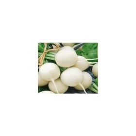Akgen 10 gr Turp Beyaz Kız Tohumu
