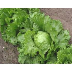 Akgen 100 Adet Marul Göbek ( Iceberg ) Tohumu