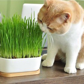 Akgün Tarım 500 gr Doğal Buğday Tohumu Kedi Çimi