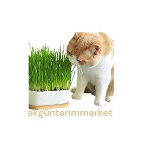 Akgün Tarım 500 gr Doğal Buğday Tohumu Kedi Çimi