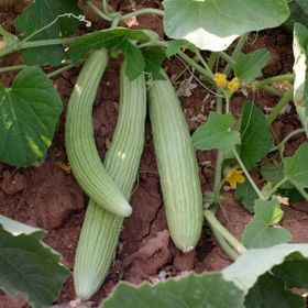 Aktarloji 10 Adet Acur Tohumu