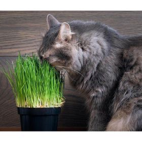 Aktarloji 10 Adet Kedi Otu Kedi Çimi Tohumu