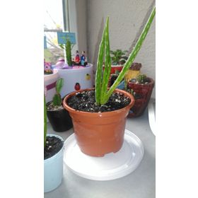 Aloe Vera - Güngör Atalay