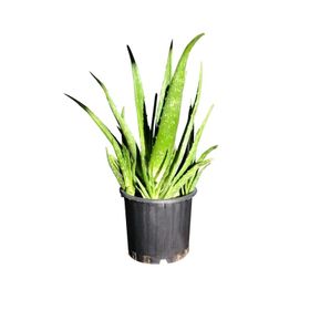 Aloe Vera - Güngör Atalay