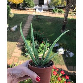 Aloe Vera - Güngör Atalay