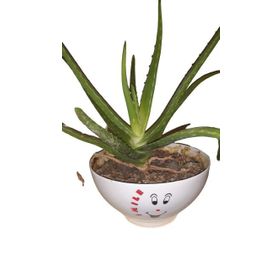 Aloe Vera - Güngör Atalay