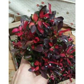 Alternanthera Btz Water Rose Saksı Canlı Bitki