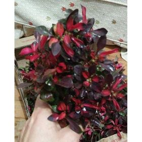 Alternanthera Btz Water Rose Saksı Canlı Bitki
