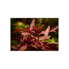 Alternanthera Sessilis Saksı Canlı Bitki