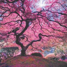 Anatolian 1000 Parça Pink Tree Puzzle
