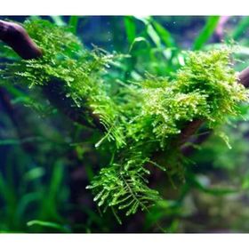 Anchor Moss 5x5 cm Yeni Sarım Canlı Bitki