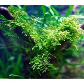 Anchor Moss 5x5 cm Yeni Sarım Canlı Bitki