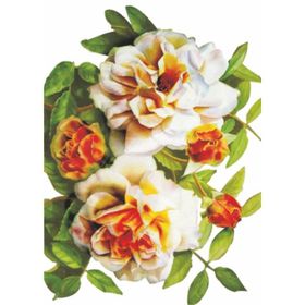 Artebella 1264V Küçük Kolay Transfer