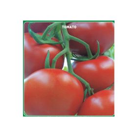 Arzuman 10 Adet Domates Işık (Sırık) Tohumu