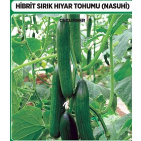 Arzuman 10 Adet Hibrit Sırık Salatalık Tohumu Nasuhi