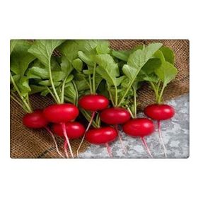 Arzuman 10 gr Fındık Turp Tohumu