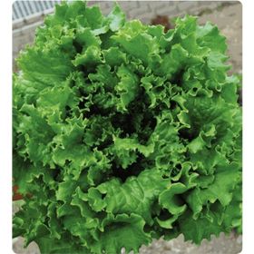 Arzuman 10 gr Iri Kıvırcık Kışlık Marul Tohumu