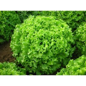 Arzuman 10 gr Iri Kıvırcık Kışlık Marul Tohumu