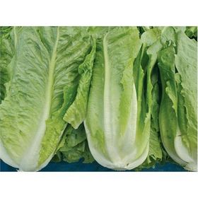 Arzuman 10 gr Yedikule Marul Tohumu