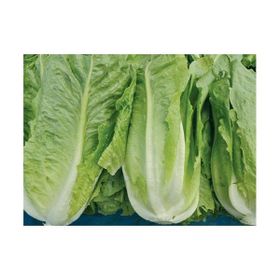 Arzuman 10 gr Yedikule Marul Tohumu