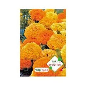 Arzuman 100 Adet Kadife Tohumu