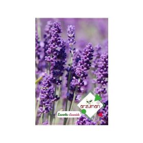 Arzuman 100 Adet Lavanta Çiçek Tohumu
