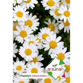 Arzuman 100 Adet Papatya Tohumu