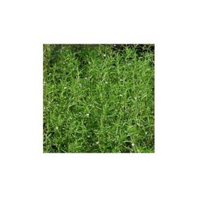 Arzuman 100 Adet Satureja Hortensis Kekik Çiçek Tohumu