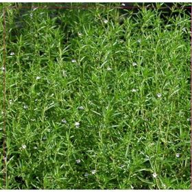 Arzuman 100 Adet Satureja Hortensis Kekik Çiçek Tohumu