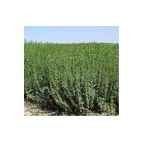 Arzuman 100 Adet Satureja Hortensis Kekik Çiçek Tohumu