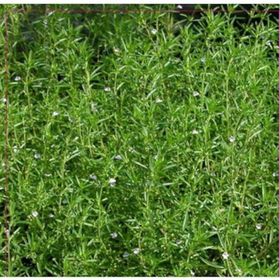 Arzuman 100 Adet Satureja Hortensis Kekik Çiçek Tohumu