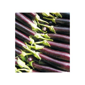 Arzuman 10gr Halep Karası Patlıcan Tohumu
