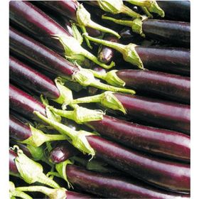 Arzuman 10gr Halep Karası Patlıcan Tohumu