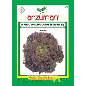 Arzuman 10gr Kıvırcık Marul Tohumu