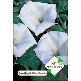 Arzuman 15 Adet Gece Güzeli Çiçeği Tohumu