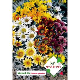 Arzuman 20 Adet Meramlı Kız Gazania Splendens Çiçek Tohumu