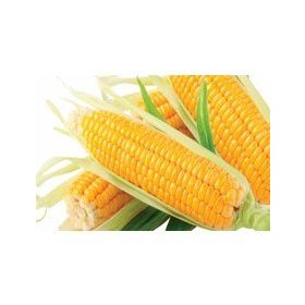 Arzuman 25 Gr Tatlı Mısır Tohumu Hibrit Şeker Mısır