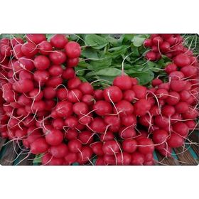 Arzuman 25gr Kırmızı Fındık Turp Tohumu