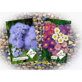 Arzuman 2Li Süs Bitkileri Tohum Paket Vapur Dumanı Aster