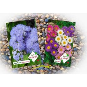 Arzuman 2Li Süs Bitkileri Tohum Paket Vapur Dumanı Aster