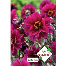 Arzuman 30 Adet Dahlia Çiçek Tohumu