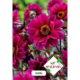 Arzuman 30 Adet Dahlia Çiçek Tohumu